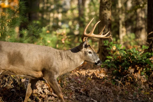 森の中に大きな白い尾の鹿バック — ストック写真