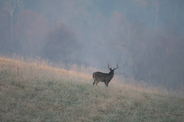 Large white-tailed deer buck — Stock Photo, Image