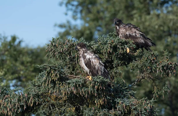 Zwei unreife Weißkopfseeadler in einem Baum — Stockfoto