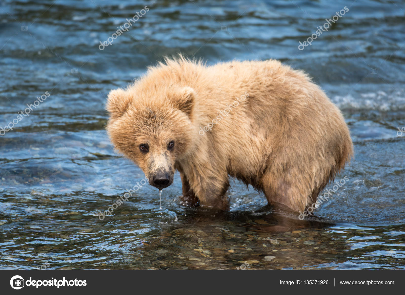アラスカのヒグマのカブ ストック写真 C Eei Tony