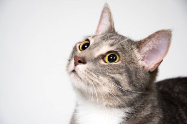 Yetişkin kedi yüzü