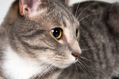 Yetişkin kedi yüzü