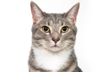 Beyaz üzerine tatlı yetişkin kedi