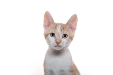 Sevimli sarı ve beyaz tabby yavru kedi