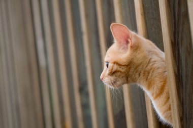 Dışarıda sevimli sarı tabby yavru kedi