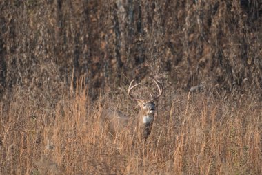 Ak kuyruklu geyik buck yüksek otlardan yılında
