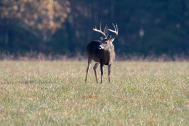 Büyük ak kuyruklu geyik buck çayırda