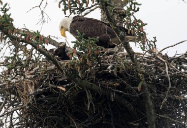 Bald eagle nest in Alaska clipart