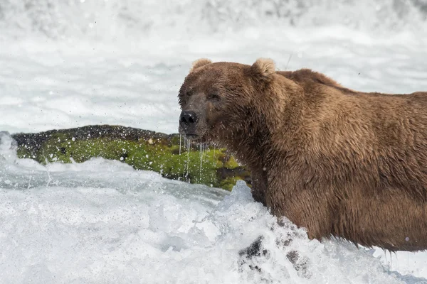 Grande orso bruno dell'Alaska — Foto Stock