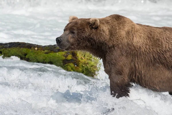 Stora Alaskan brunbjörn — Stockfoto