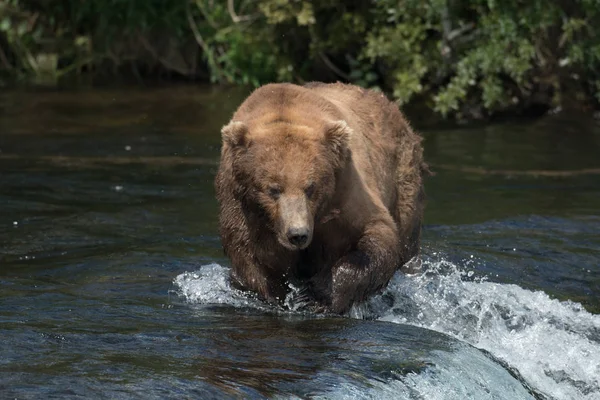 Aljašský medvěd hnědý na vodopády — Stock fotografie