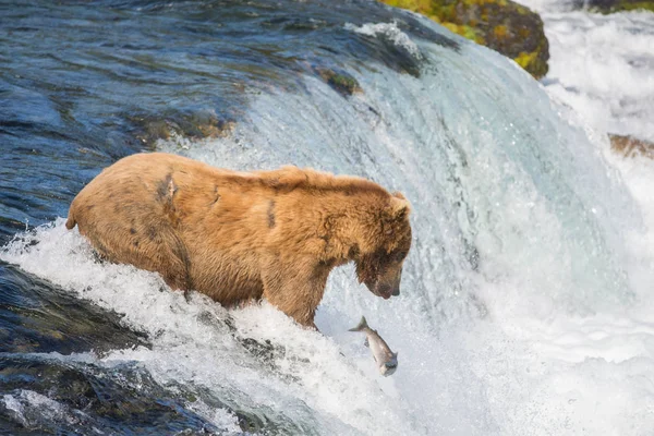 阿拉斯加棕熊试图捕获鲑鱼 — 图库照片