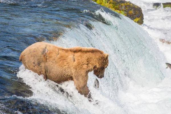 Oso pardo de Alaska tratando de atrapar salmón — Foto de Stock