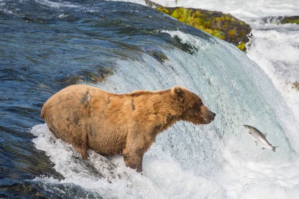 Alaskan brown bear trying to catch salmon — Stock Photo, Image