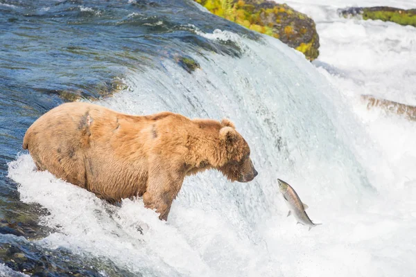 Orso bruno dell'Alaska che cerca di catturare il salmone — Foto Stock