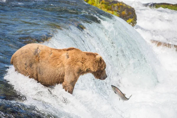 Urso pardo do Alasca tentando pegar salmão — Fotografia de Stock