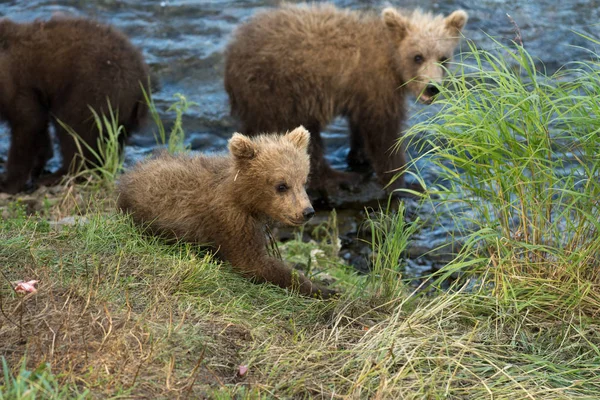 Cute brown bear cubs — Stock Photo, Image