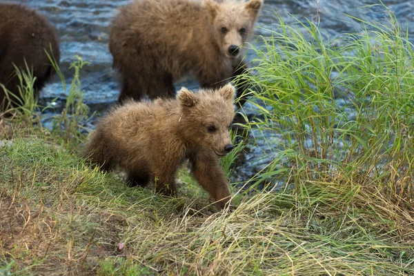 Lindo oso marrón cachorros —  Fotos de Stock