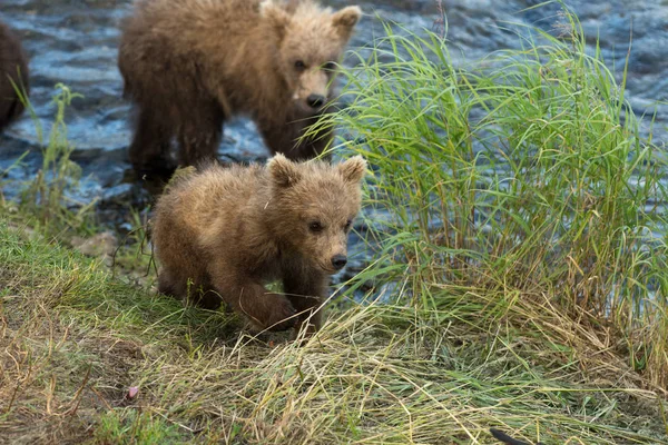 Cute brown bear cubs — Stock Photo, Image