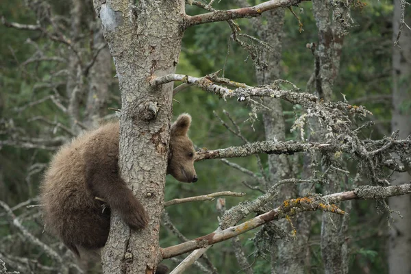 Carino cucciolo d'orso bruno dell'Alaska — Foto Stock