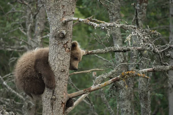 Filhote de urso marrom bonito do Alasca — Fotografia de Stock