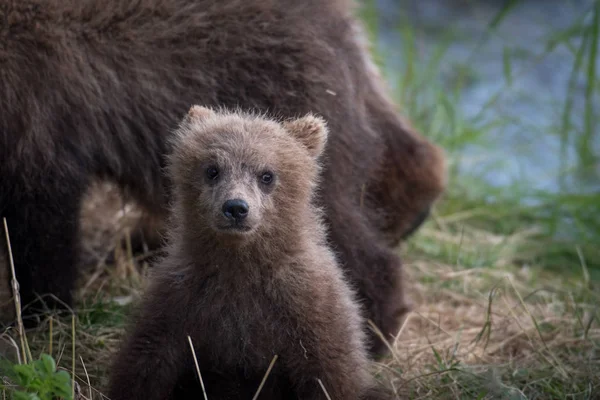 Alaskan brown bear cub — Stock Photo, Image