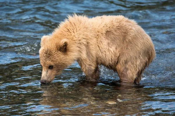 Filhote de urso marrom do Alasca — Fotografia de Stock