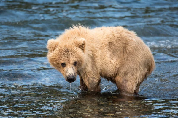 Cucciolo d'orso bruno dell'Alaska — Foto Stock