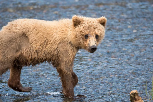 Αλάσκα καφέ αρκούδα cub — Φωτογραφία Αρχείου