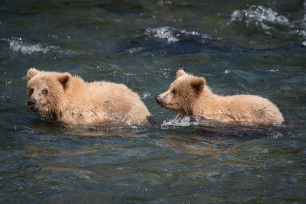 川で 2 つの茶色のクマ カブス — ストック写真