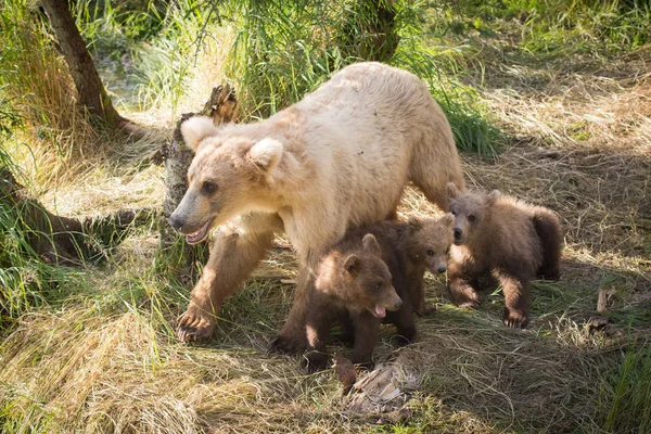 Αλάσκα καφέ αρκούδα γουρούνα με τρία cubs — Φωτογραφία Αρχείου