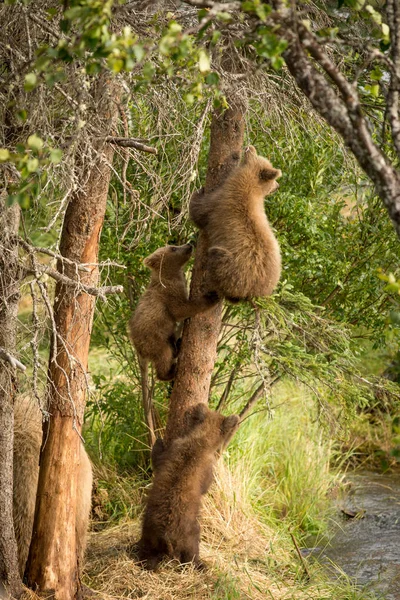 나무에서 갈색 곰 새끼 — 스톡 사진