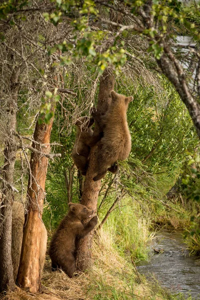나무에서 갈색 곰 새끼 — 스톡 사진