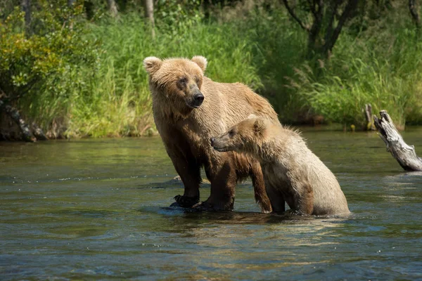 Niedźwiedź brunatny Alaskan siać z cub — Zdjęcie stockowe
