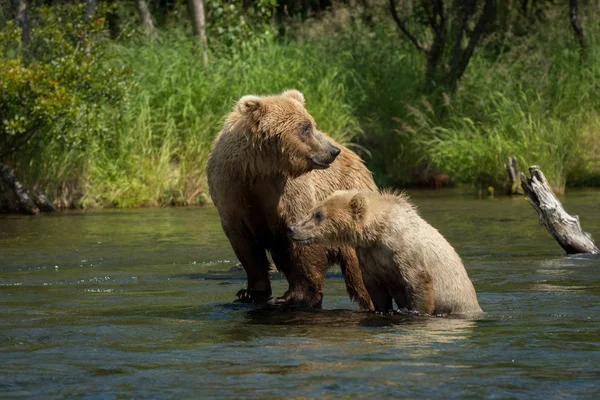 Urso marrom do Alasca semeia com filhote — Fotografia de Stock