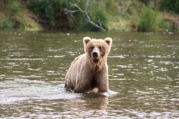 Brown bear sow in river — Stock Photo, Image