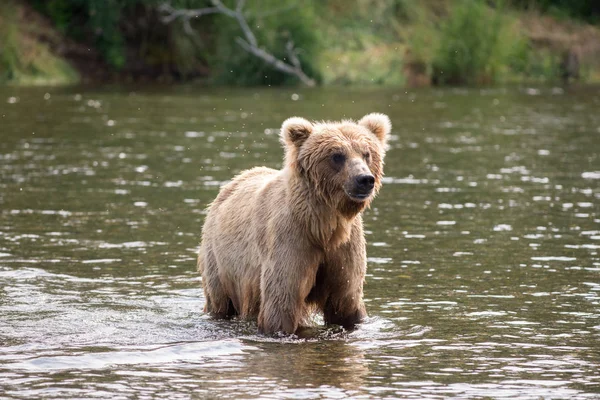 茶色のクマを川にまく — ストック写真
