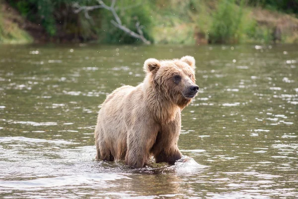 Braunbärensau im Fluss — Stockfoto