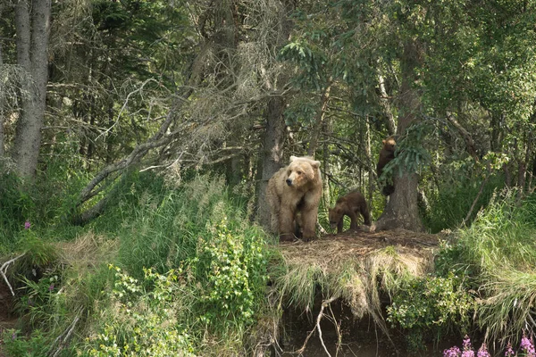 Бурий ведмідь сіяти і ведмежат — стокове фото