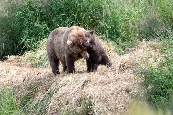 Alaskan bruine beer cub en zeug — Stockfoto