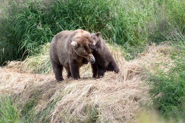 Αλάσκα καφέ αρκούδα cub και χοιρομητέρα — Φωτογραφία Αρχείου