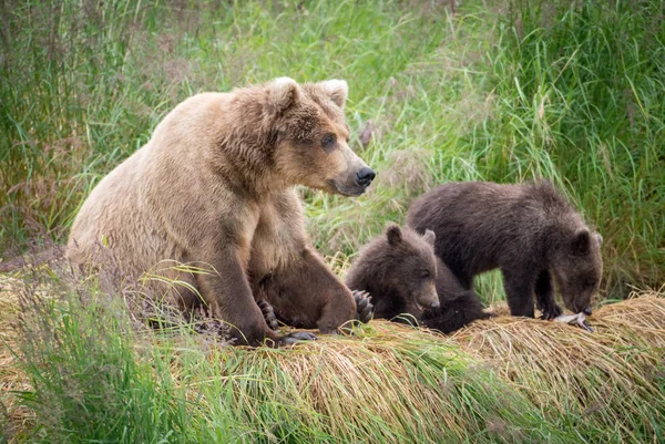 Alaskan brown bear sow with cubs — Stock Photo, Image