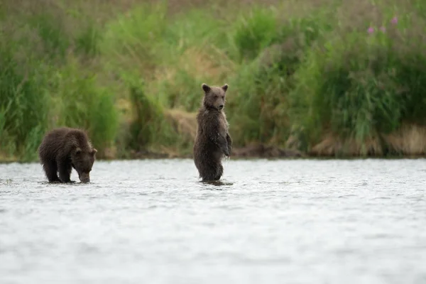 Alaskan brunbjörn ungar — Stockfoto