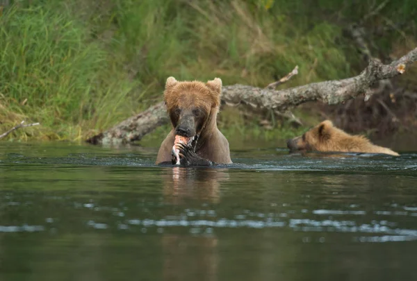 Brown bear in water — Stock Photo, Image