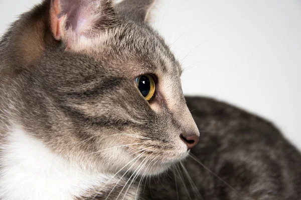 Rosto de gato adulto — Fotografia de Stock