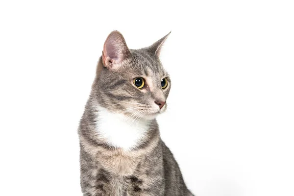 Cute adult cat on white — Stock Photo, Image