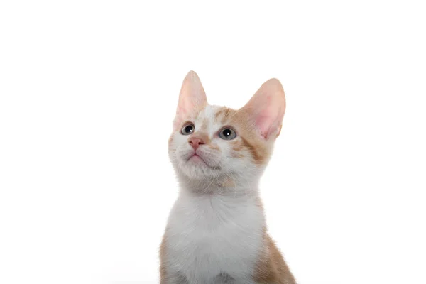 Leuk gele en witte Cyperse katje — Stockfoto