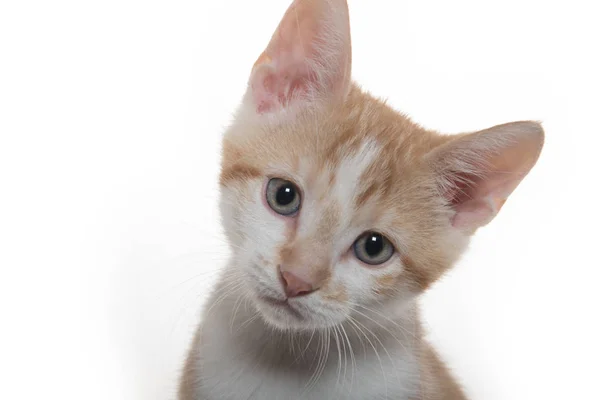 Leuk gele en witte Cyperse katje — Stockfoto