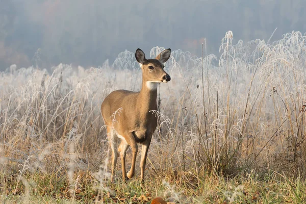 Cerf de Virginie — Photo