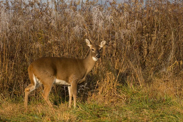 Ak kuyruklu geyik doe — Stok fotoğraf